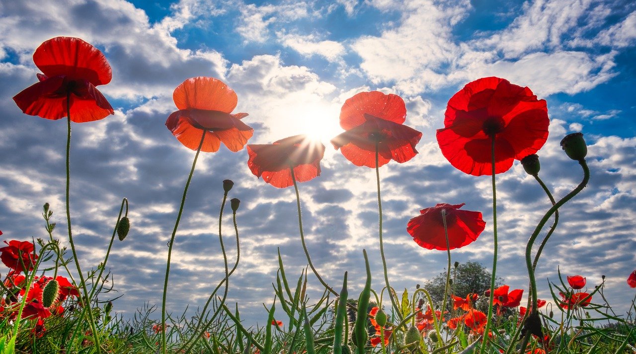 Remembrance Day and The Poppy - The Library Blog